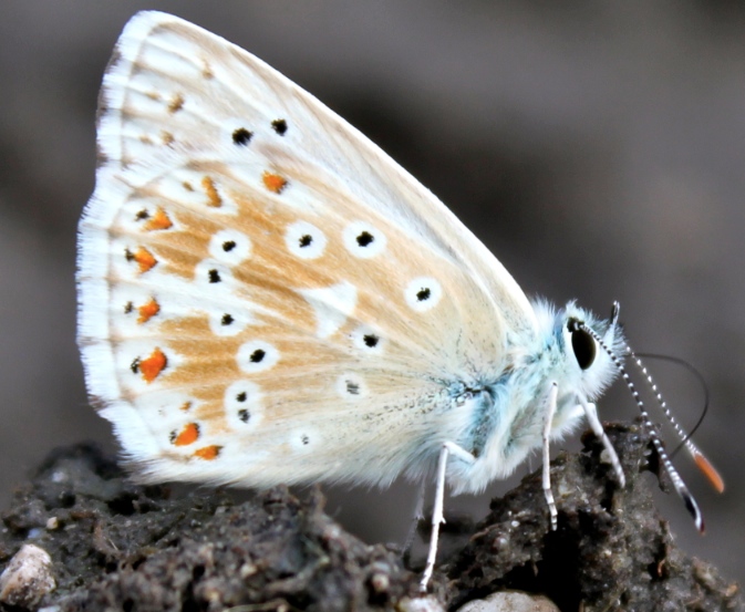 identificazione licenide